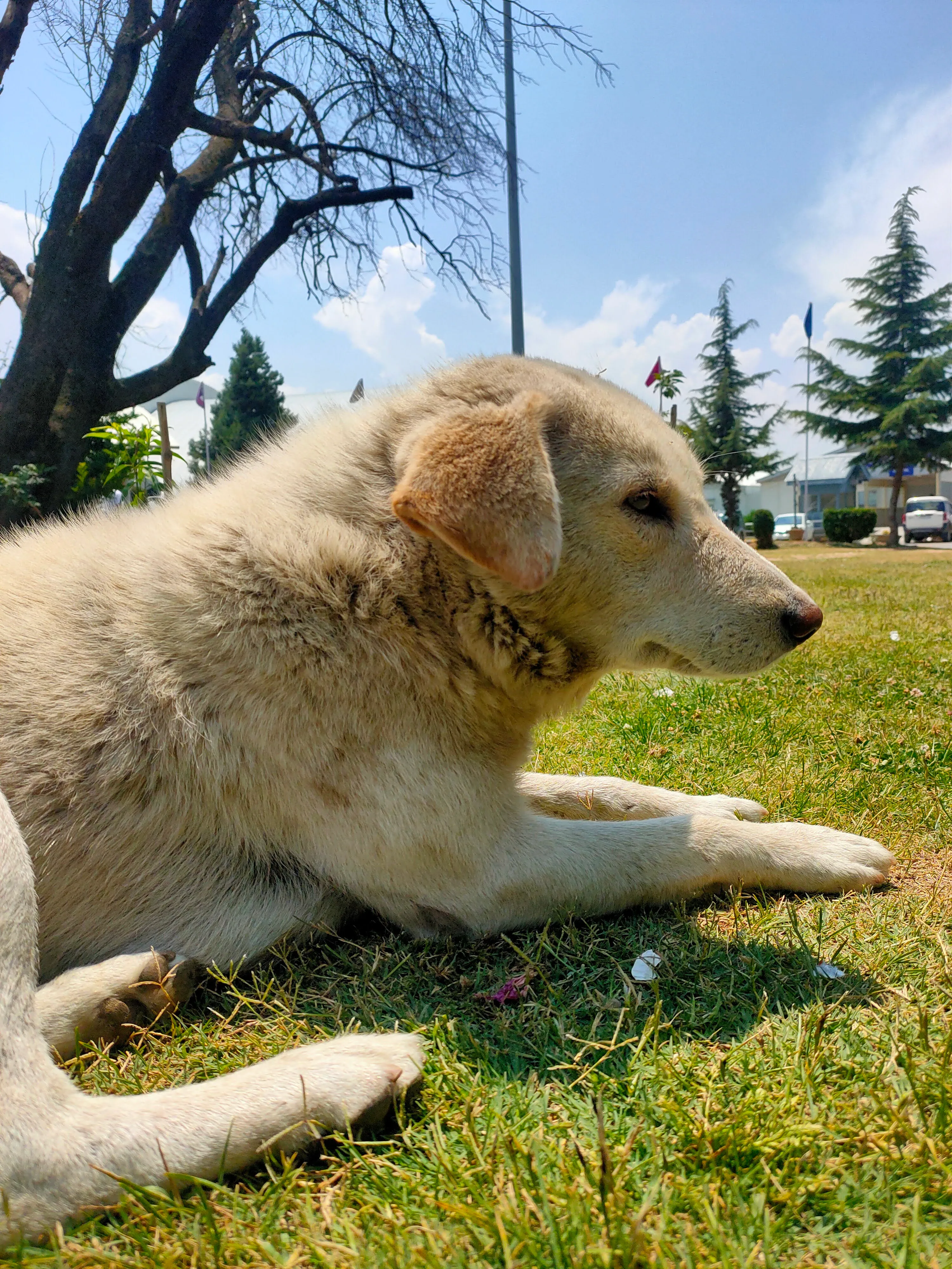 A dog resting on stone steps in Kashmir