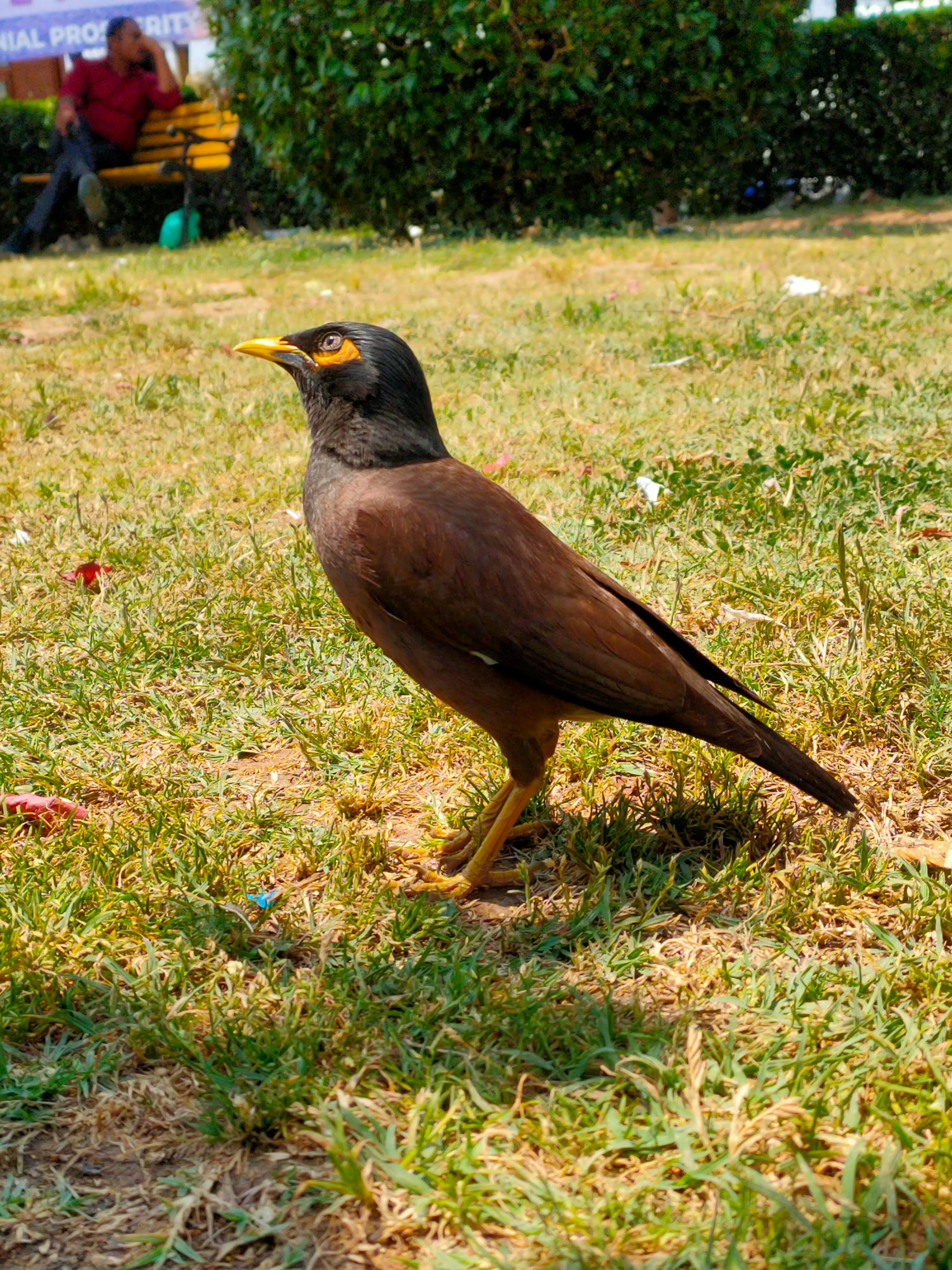A bird perched among greenery in Kashmir