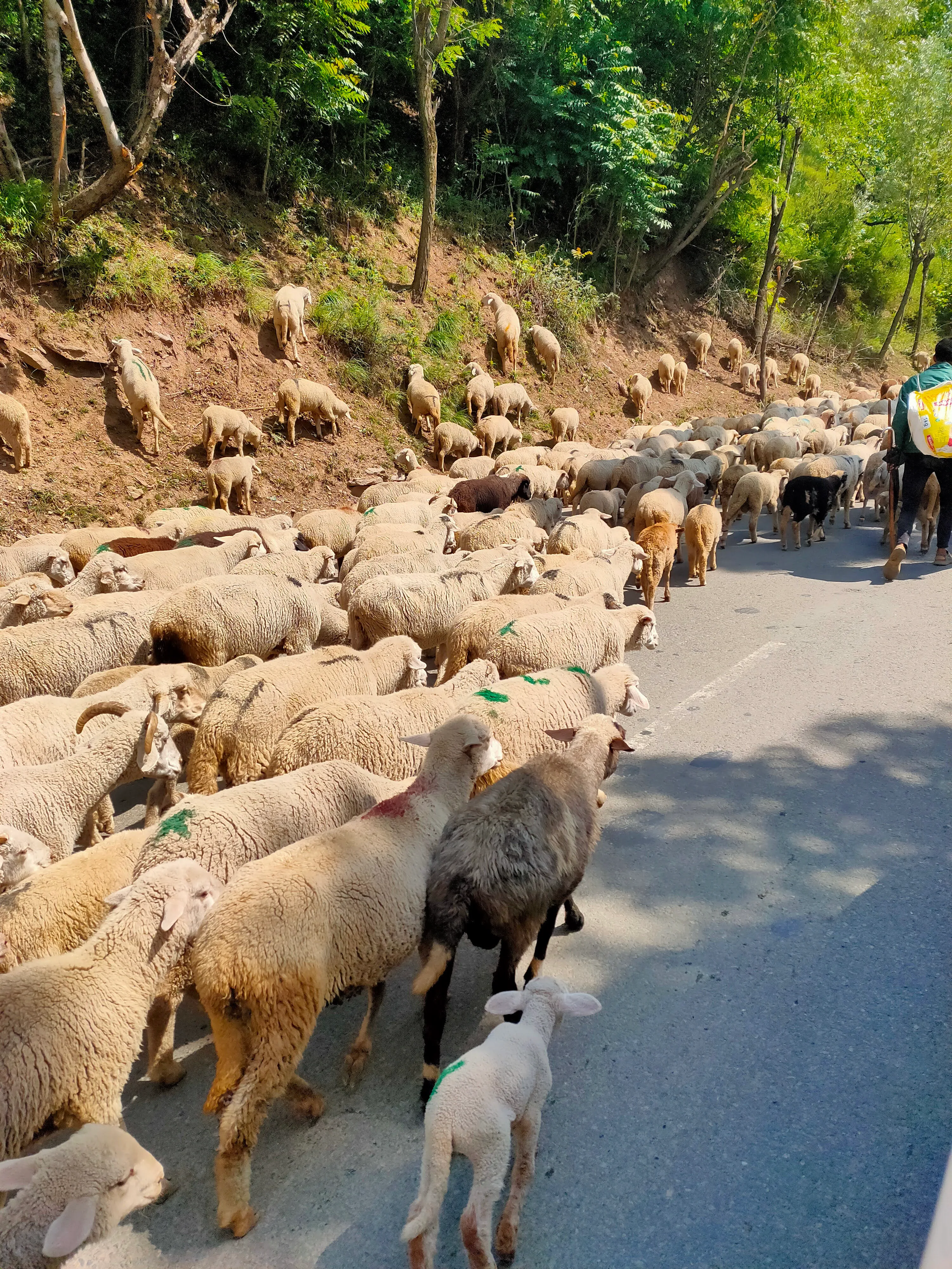 A flock of sheep being herded along a mountain road
