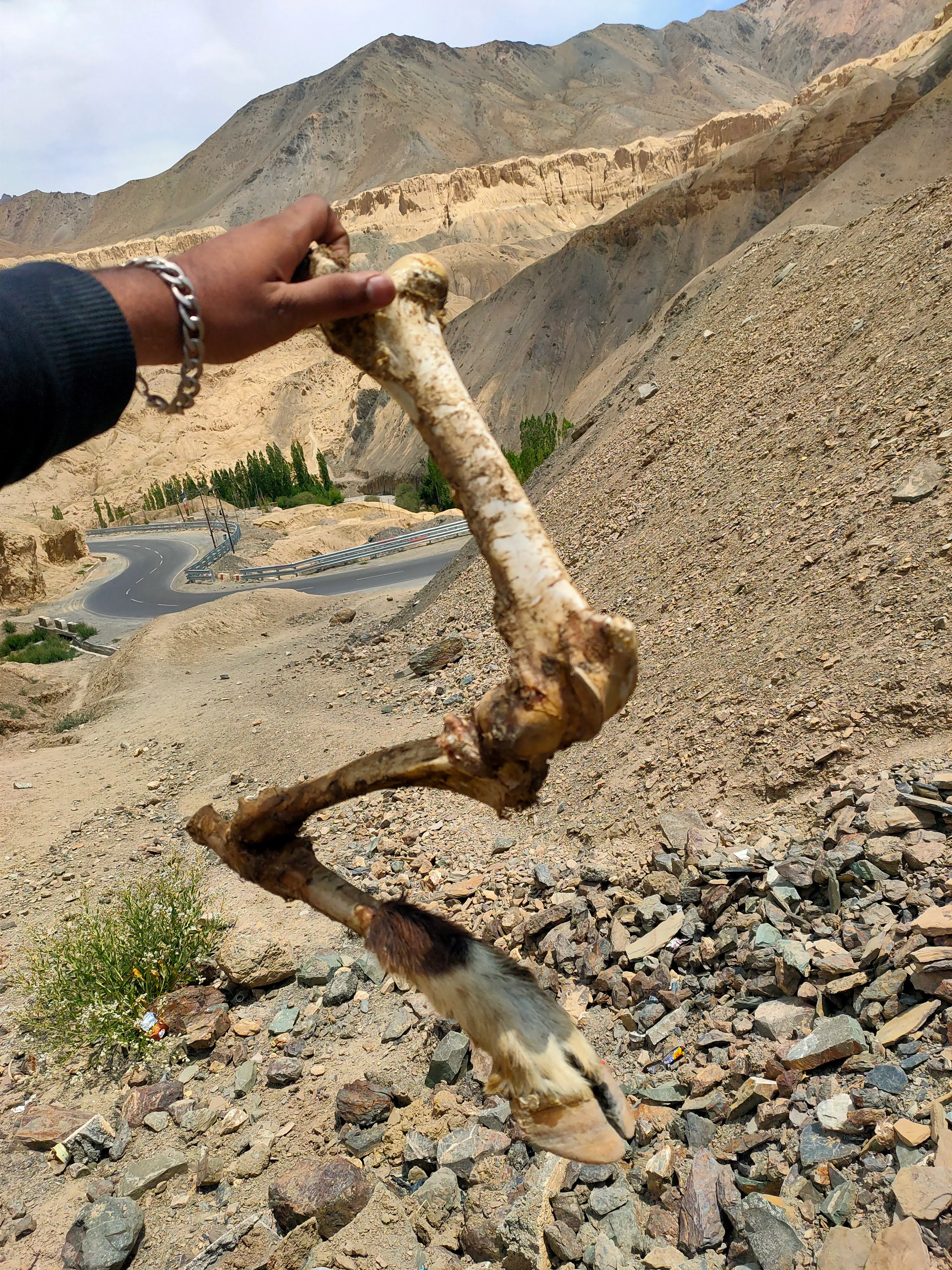 A hand holding a large animal leg bone against barren mountain slopes