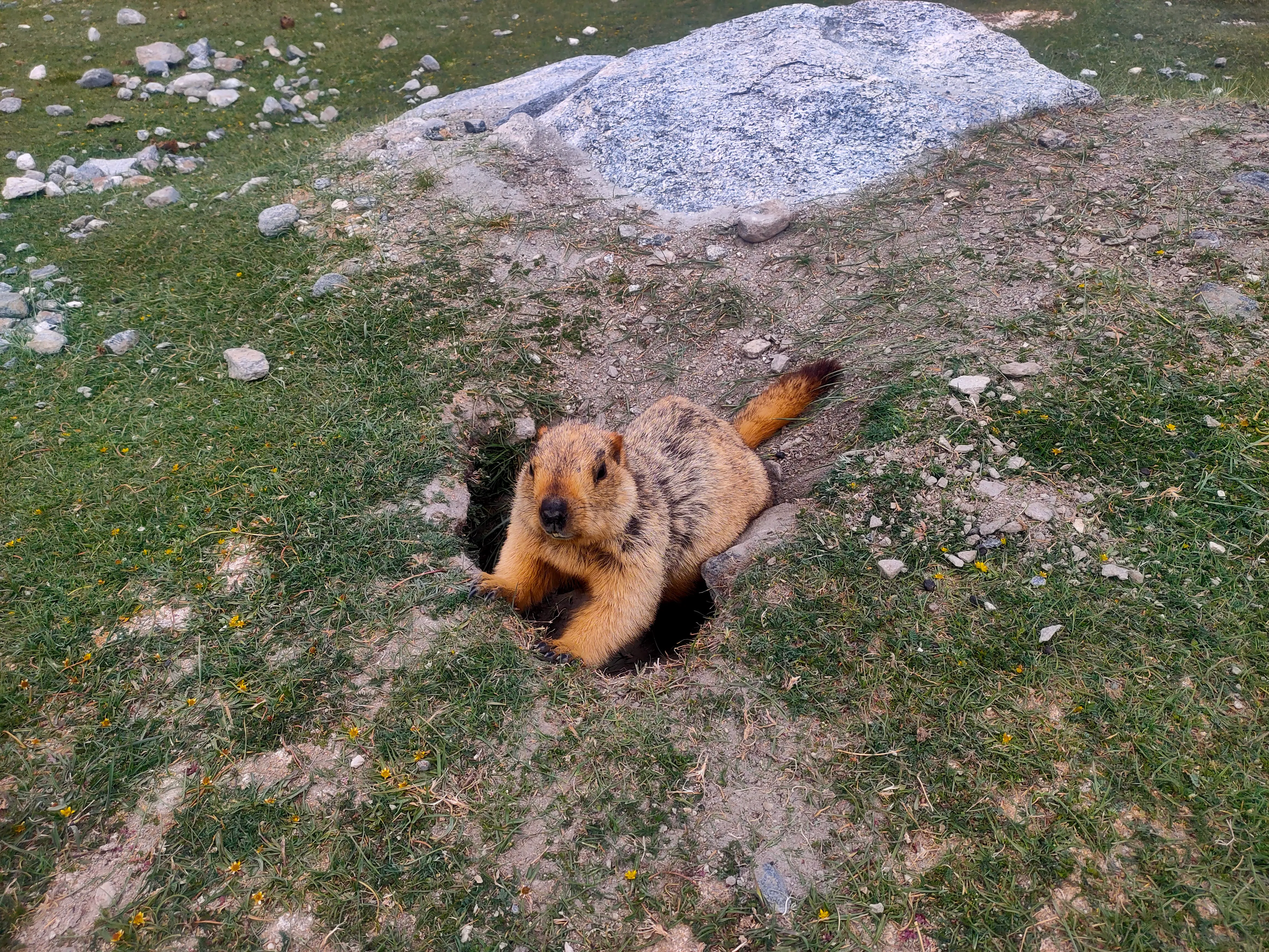 A Himalayan marmot peeking out of its burrow in rocky grassland